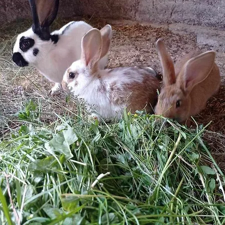 Zacisze Nad Pilica *