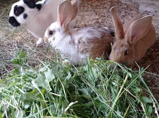 Zacisze Nad Pilica *